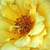 Žuta - Floribunda ruže - Adson von Melk